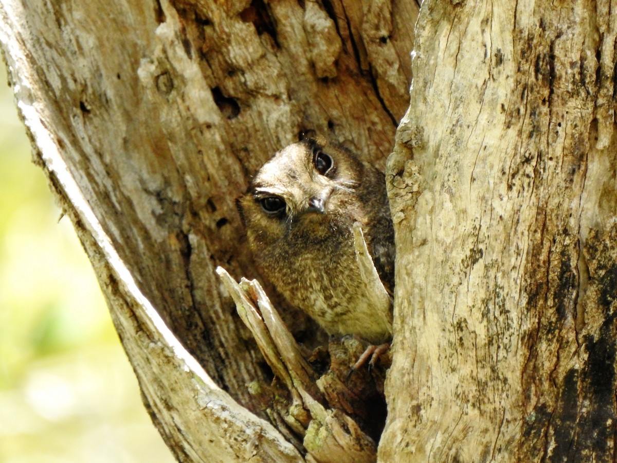 Australian Owlet-nightjar - ML137098711