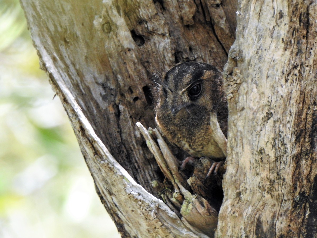 Australian Owlet-nightjar - ML137098721