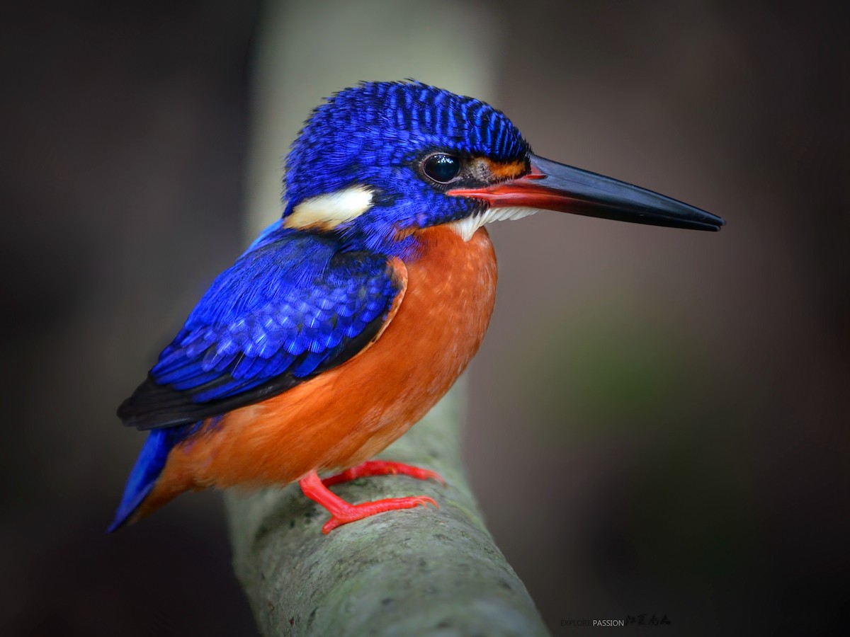 Blue-eared Kingfisher - ML137099291