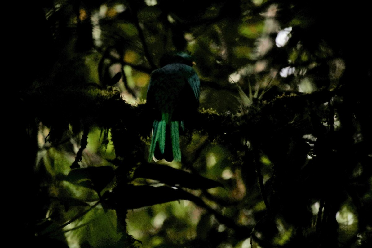 Resplendent Quetzal (Guatemalan) - Doug Kibbe