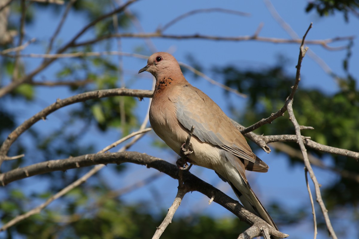 Laughing Dove - ML137100241