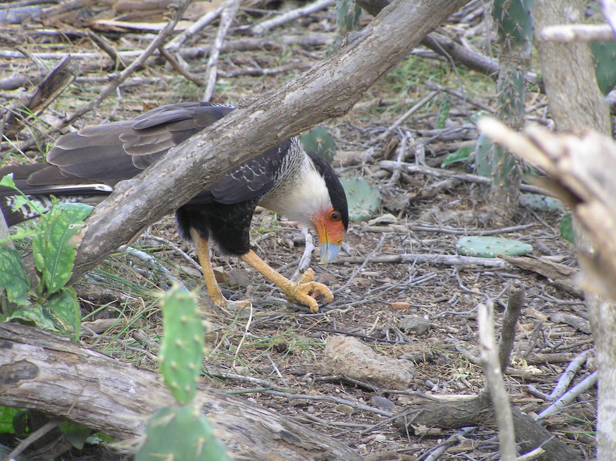 Crested Caracara (Northern) - Holly Landes