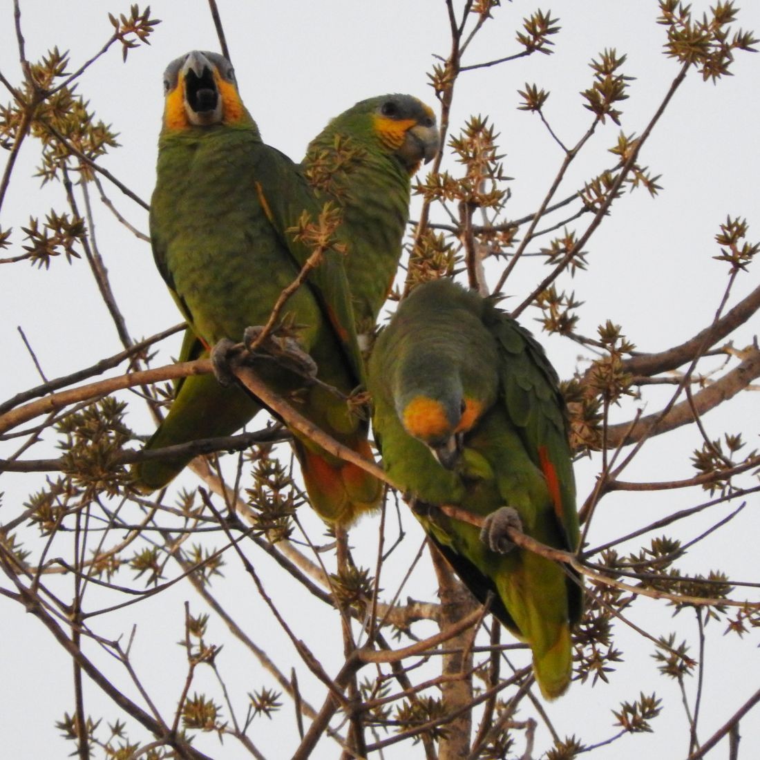 Orange-winged Parrot - Fernando Nunes
