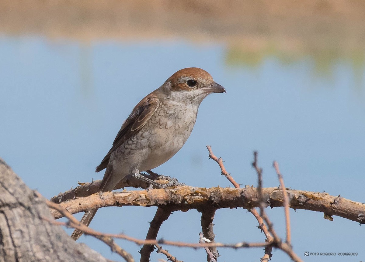 Red-backed Shrike - Rogério Rodrigues