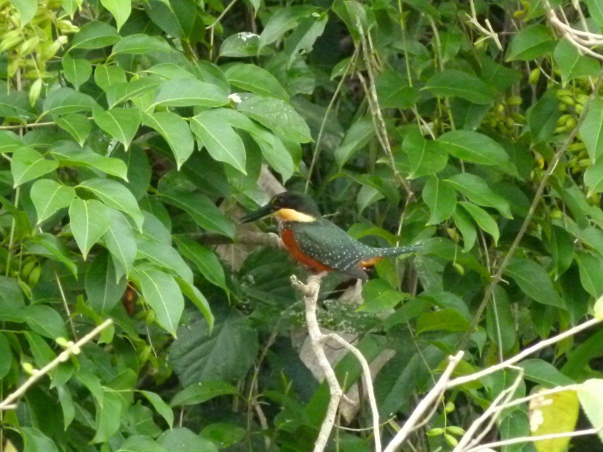 American Pygmy Kingfisher - Susan Killeen