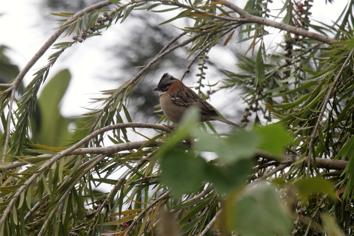 Rufous-collared Sparrow - ML137104951