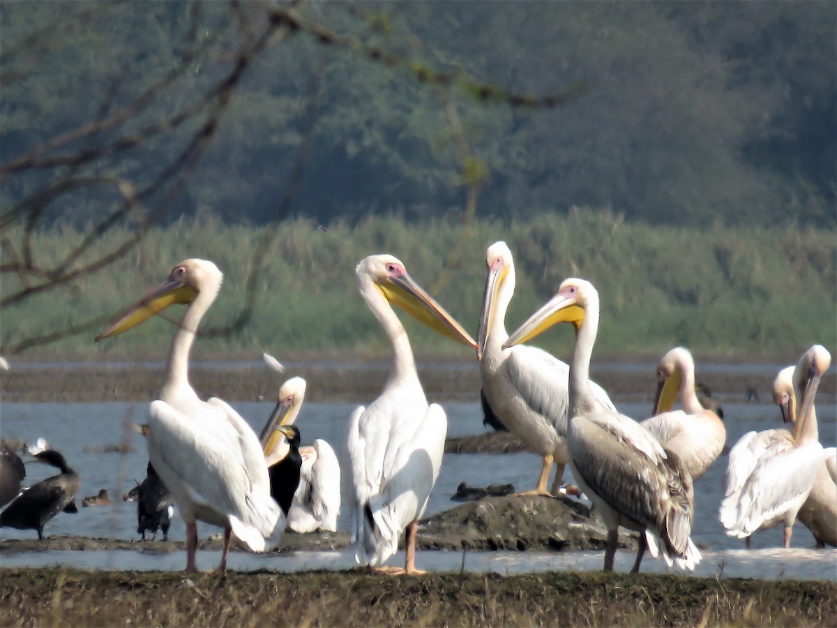 Great White Pelican - Anil Menon