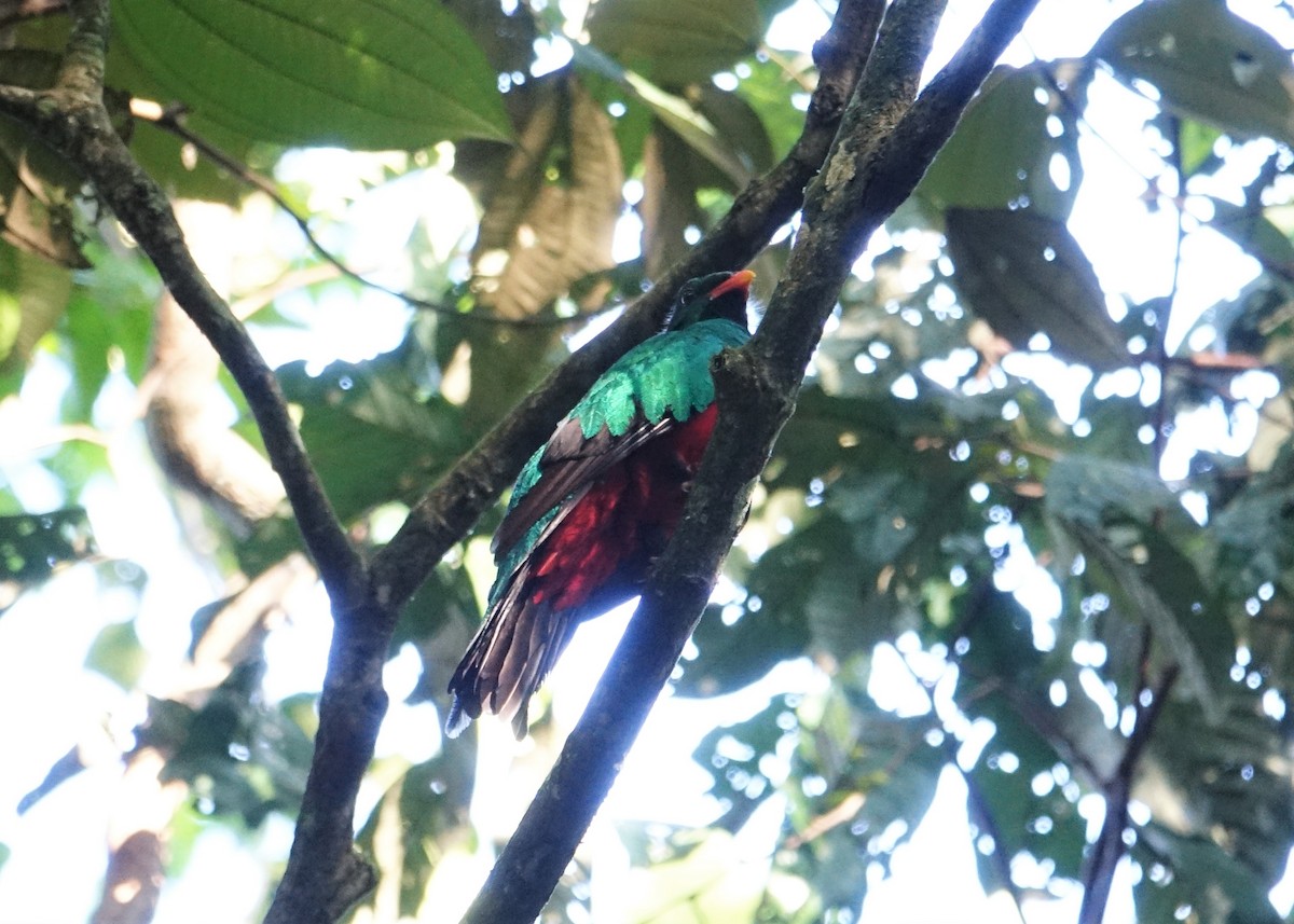 Quetzal pavonin - ML137108081
