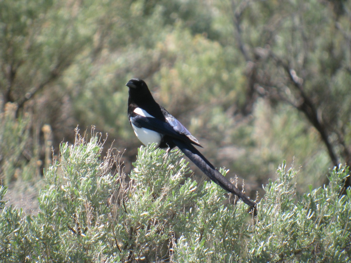 Black-billed Magpie - A. Laquidara