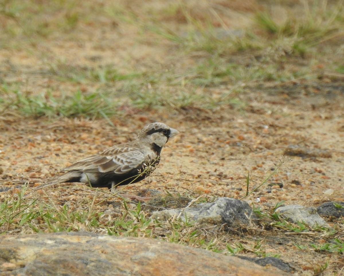 Ashy-crowned Sparrow-Lark - Nimali Digo & Thilanka Edirisinghe