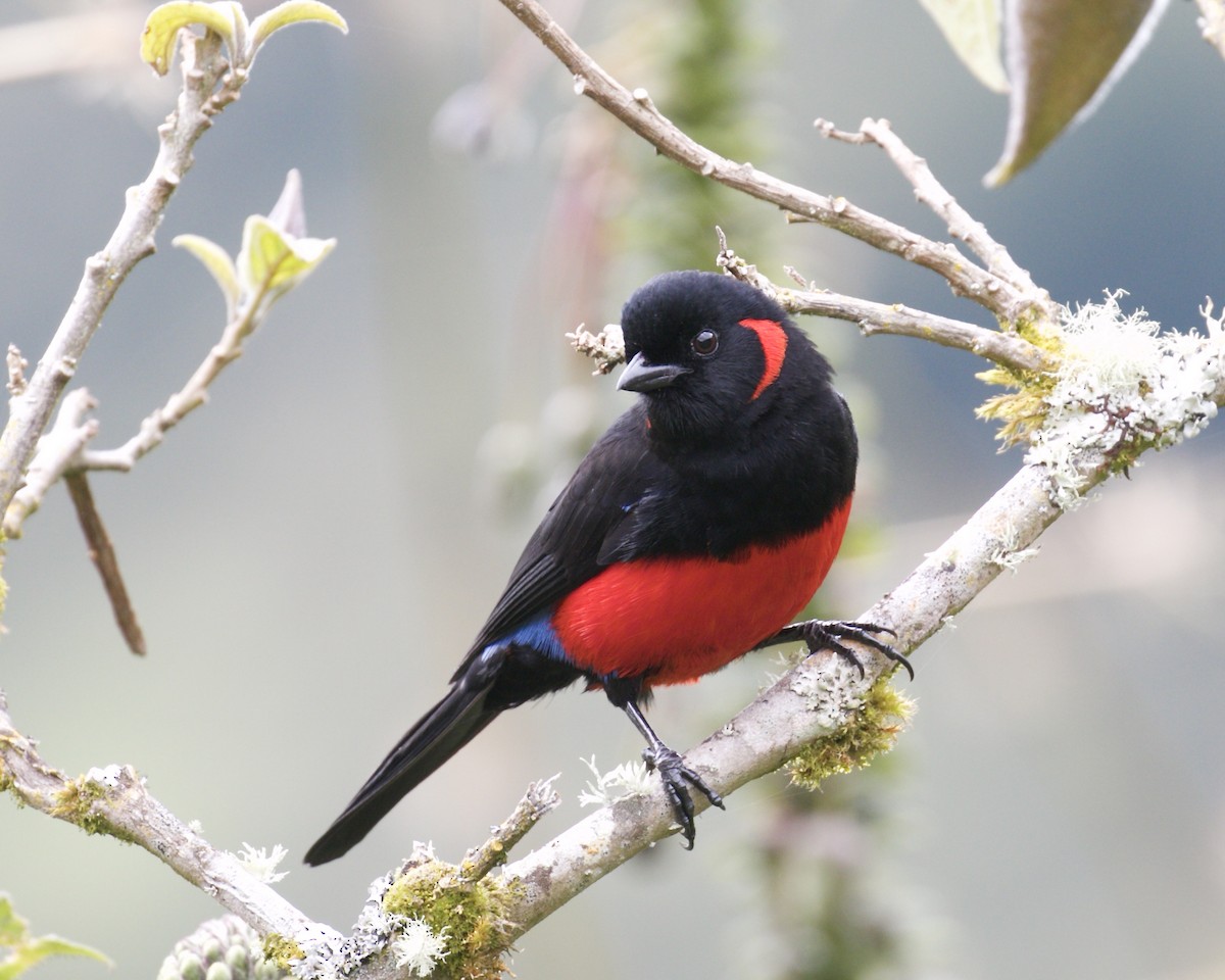 Scarlet-bellied Mountain Tanager - Doug Cooper
