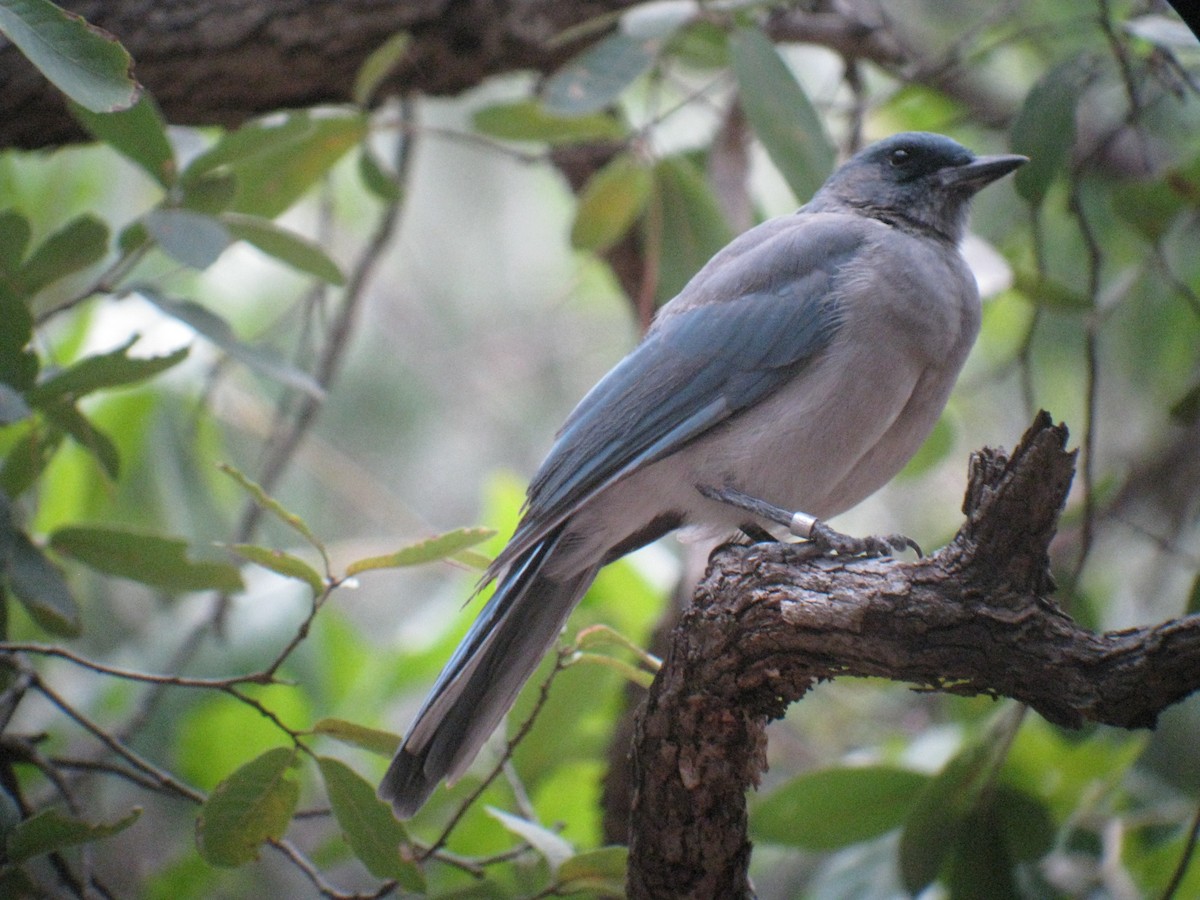 Mexican Jay - ML137114241