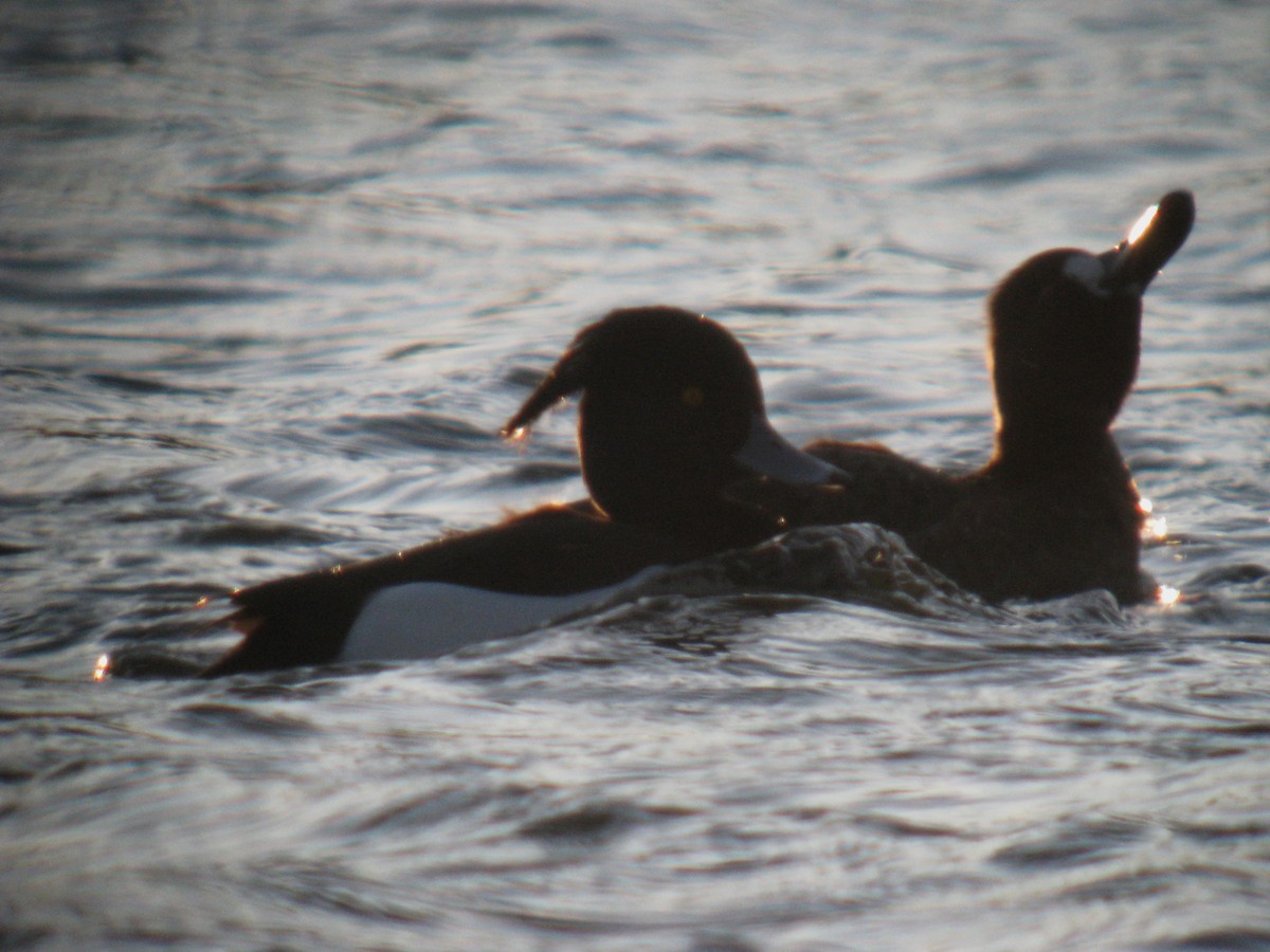 Tufted Duck - ML137114961