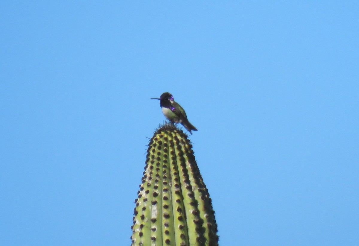 Costa's Hummingbird - ML137117621