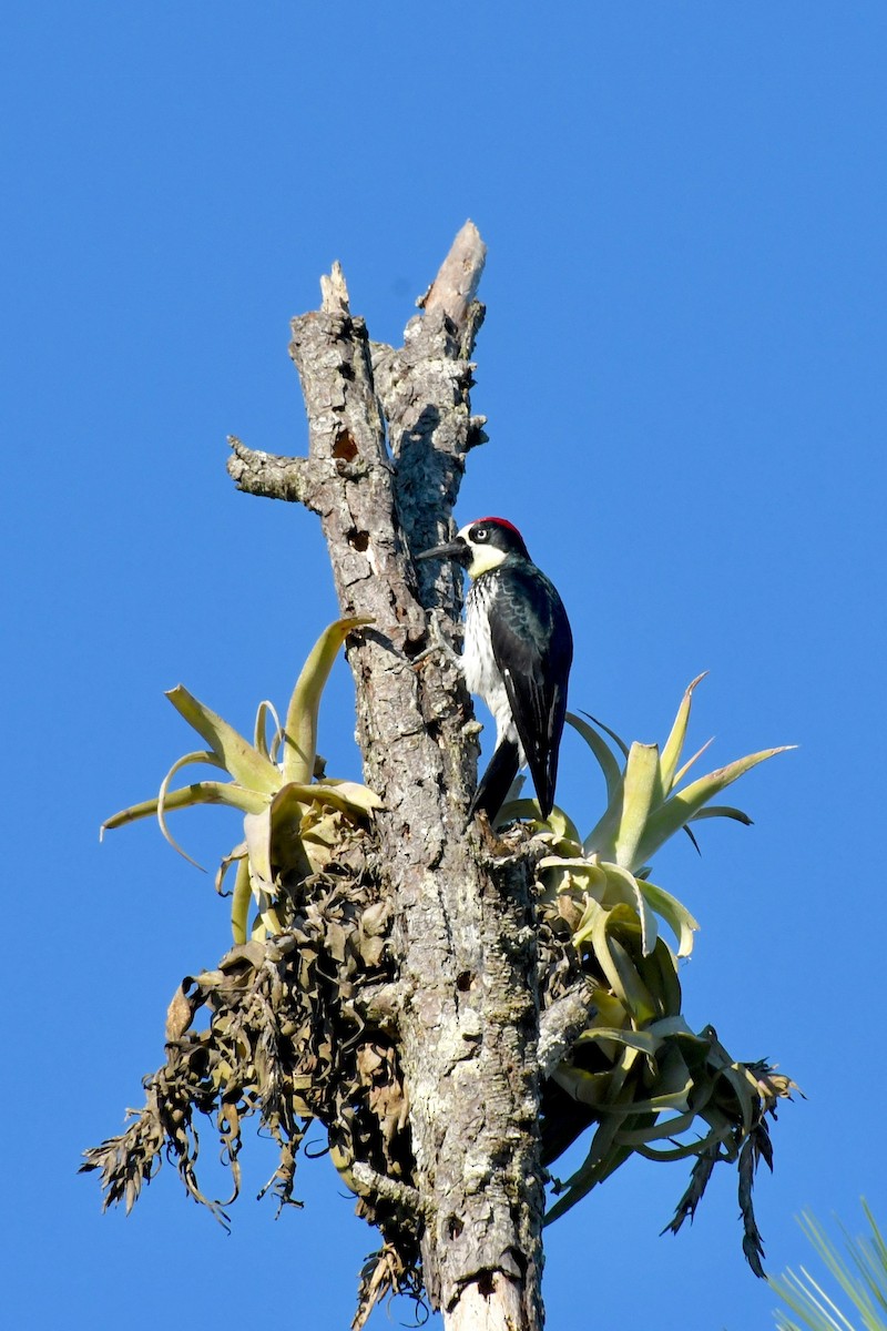 Acorn Woodpecker - Epi Shemming
