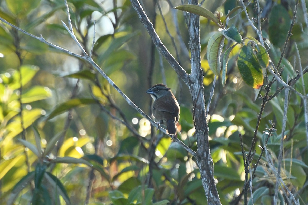 Rusty Sparrow - Epi Shemming