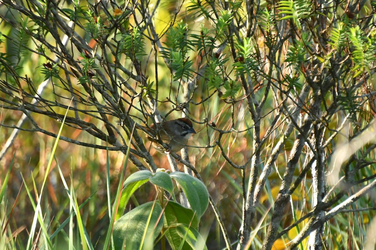 Rusty Sparrow - Epi Shemming