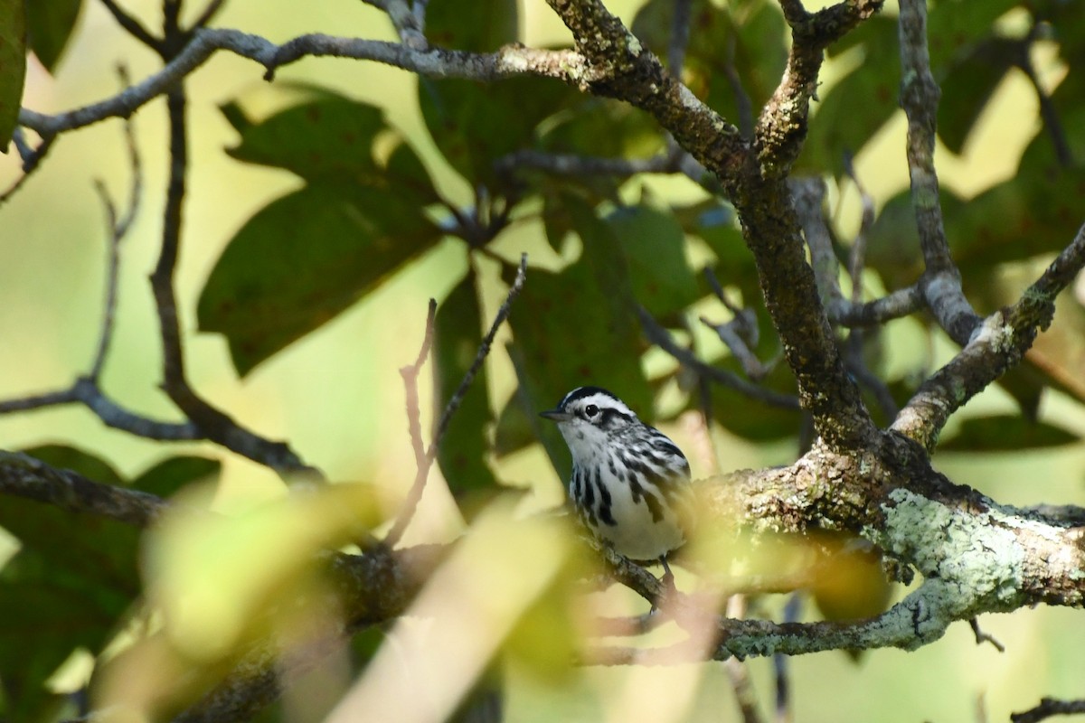 Black-and-white Warbler - ML137118361