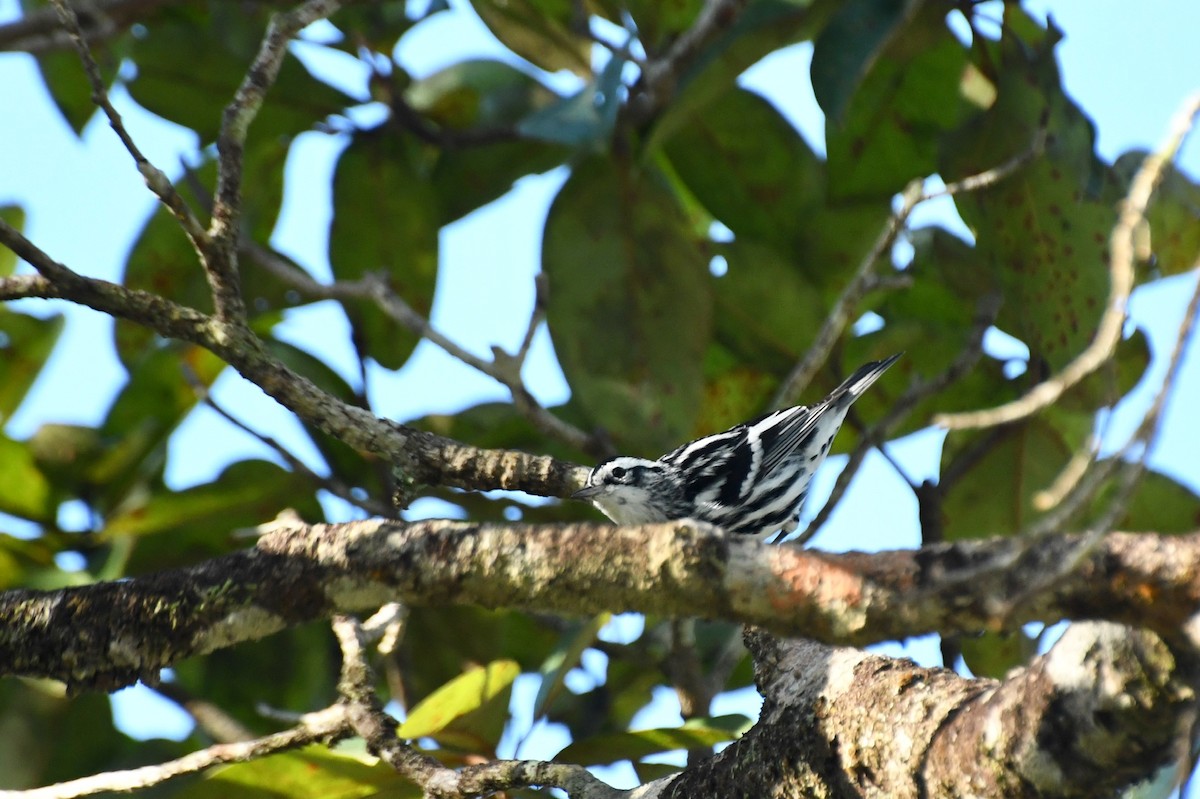 Black-and-white Warbler - ML137118371