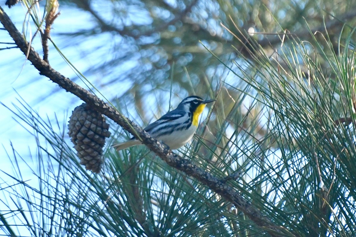 Yellow-throated Warbler - ML137118421