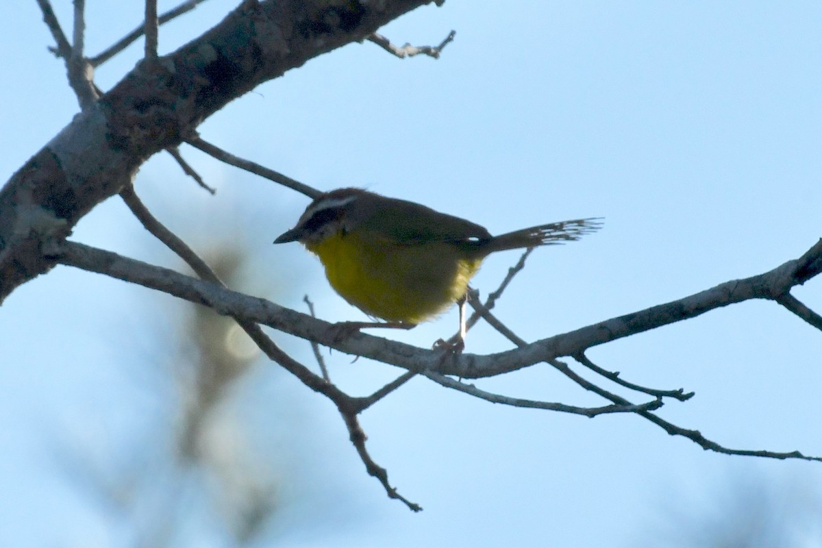 Rufous-capped Warbler - ML137118831