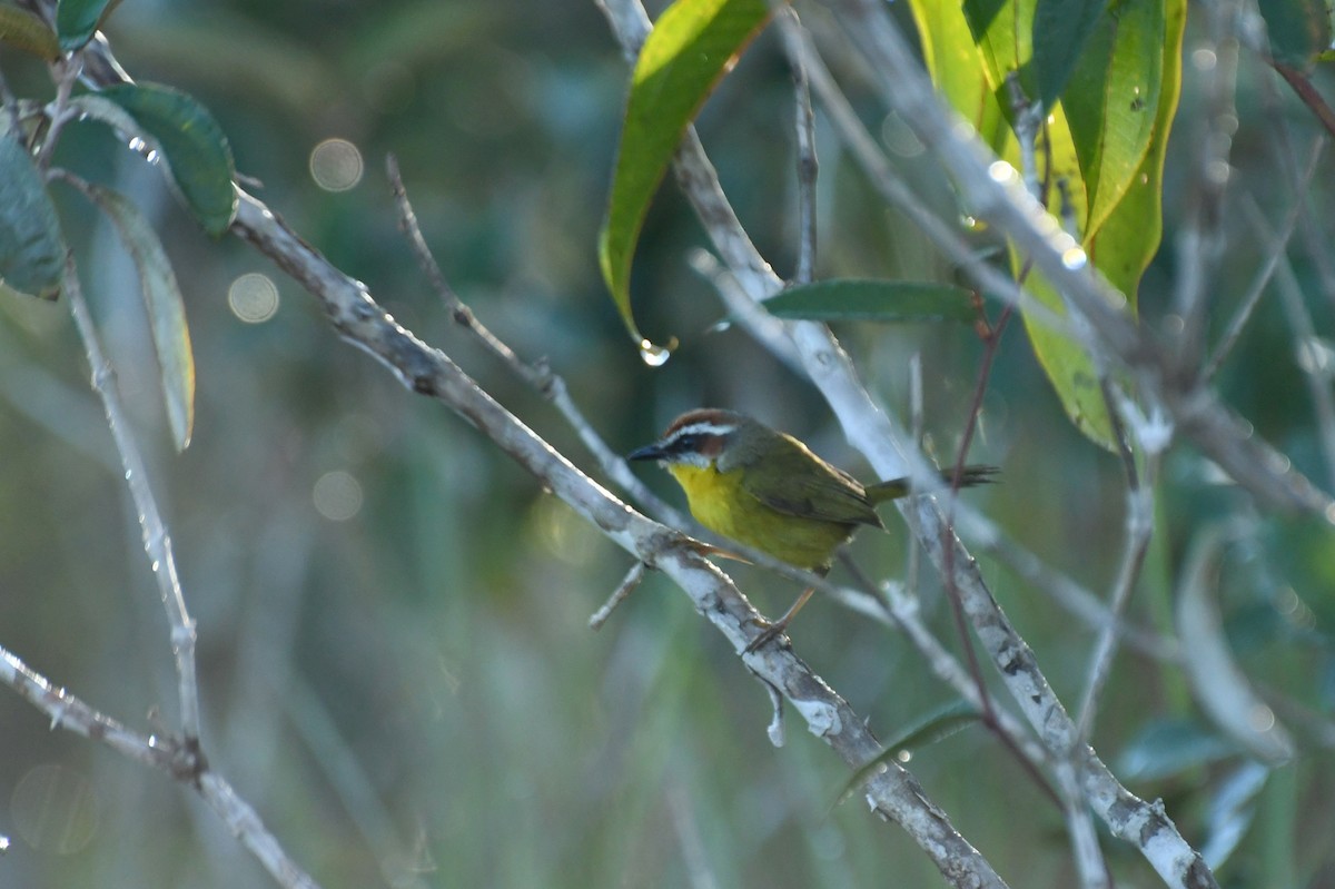 Rufous-capped Warbler - ML137118851