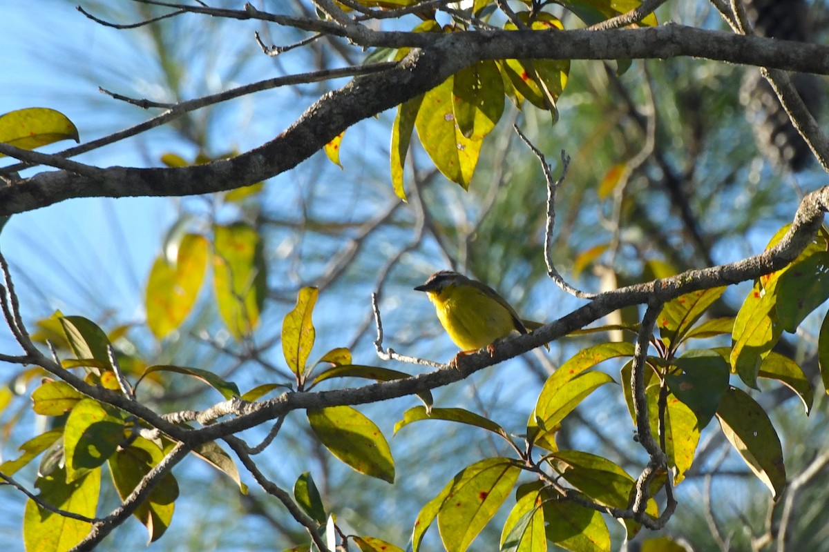 Rufous-capped Warbler - ML137118881