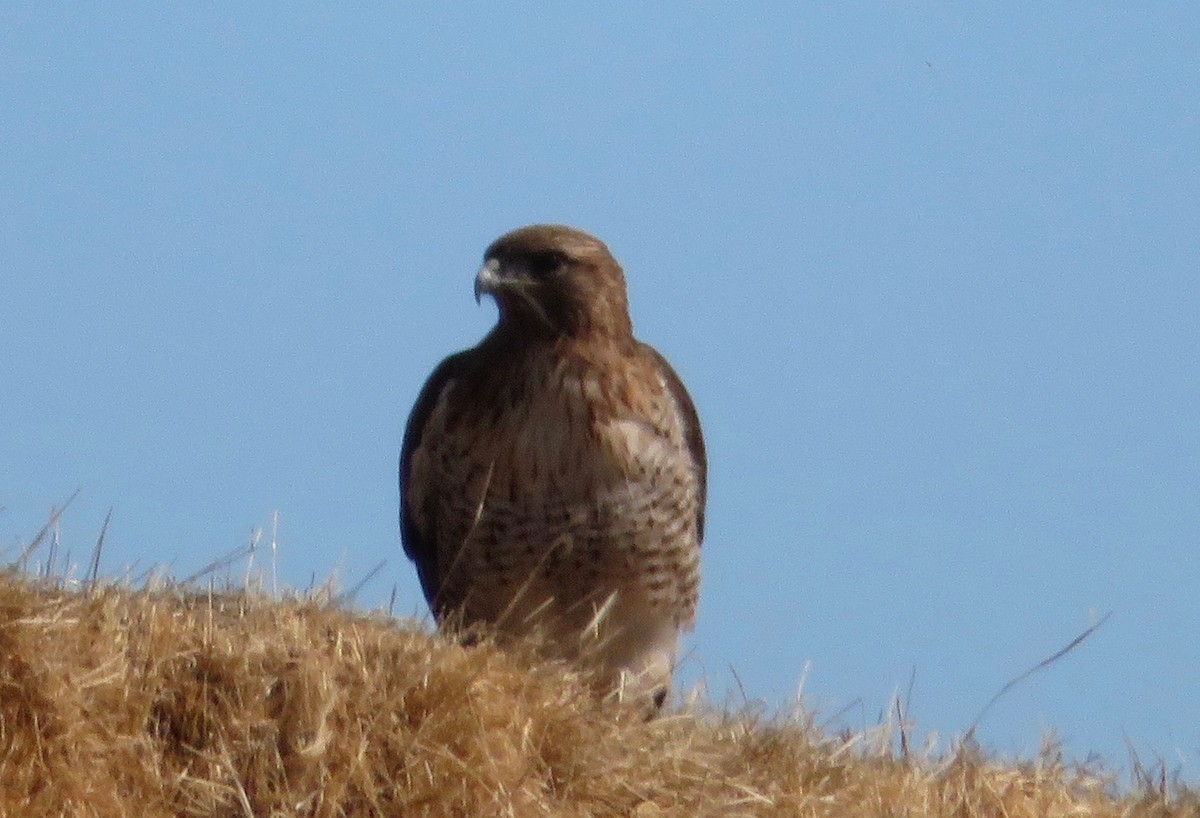 Red-tailed Hawk - ML137120841