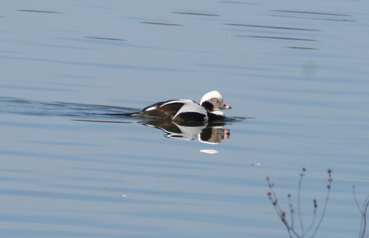 Long-tailed Duck - ML137122081