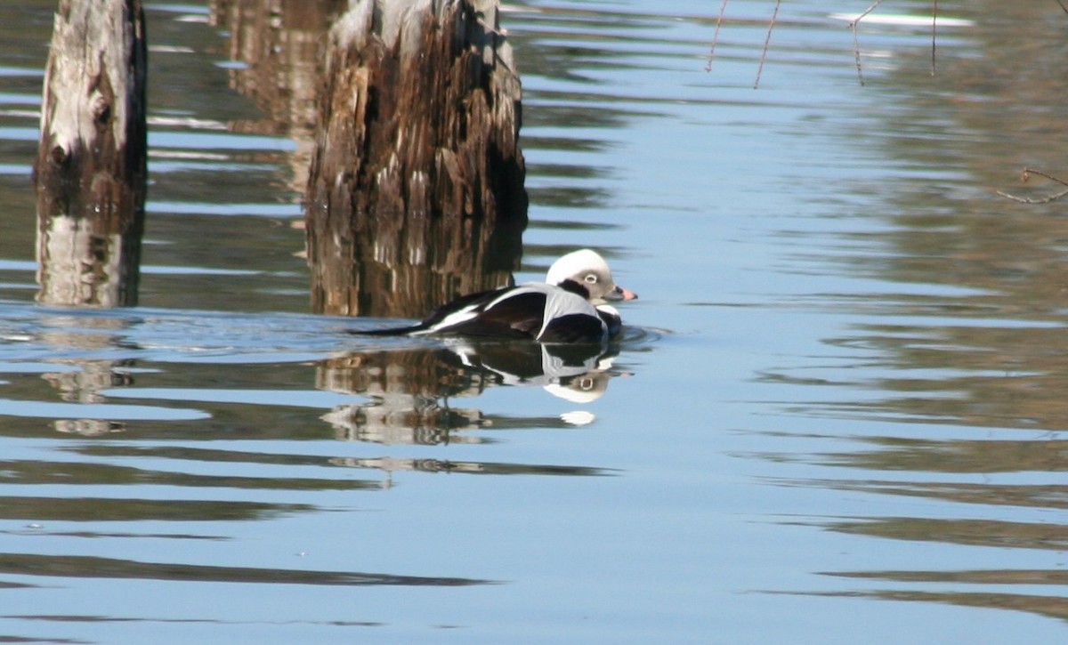 Long-tailed Duck - ML137122091