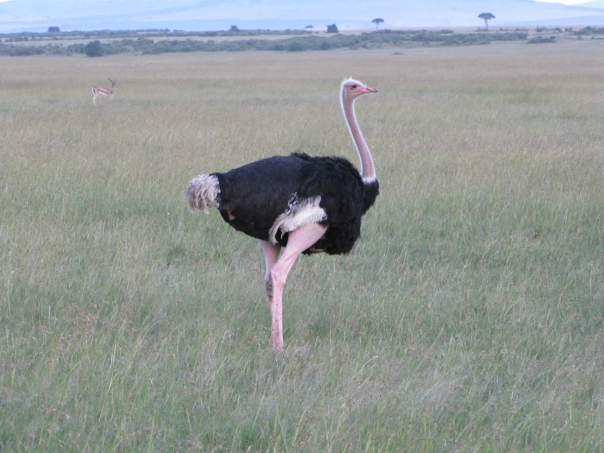 Common Ostrich - ML137122881