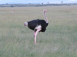 Common Ostrich, ML137122881