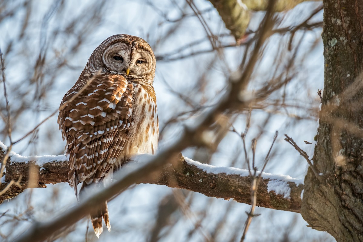 Barred Owl - Kyle Tansley