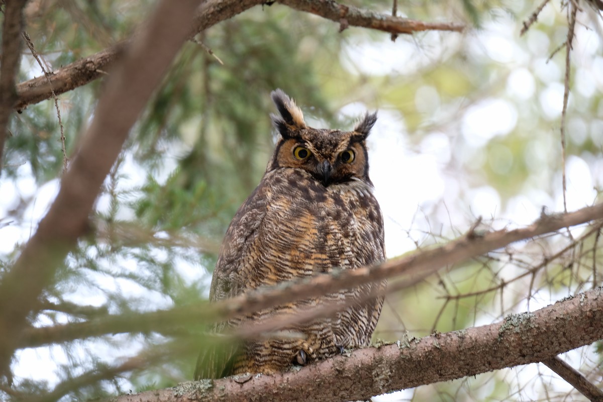 Great Horned Owl - Kerry Diskin