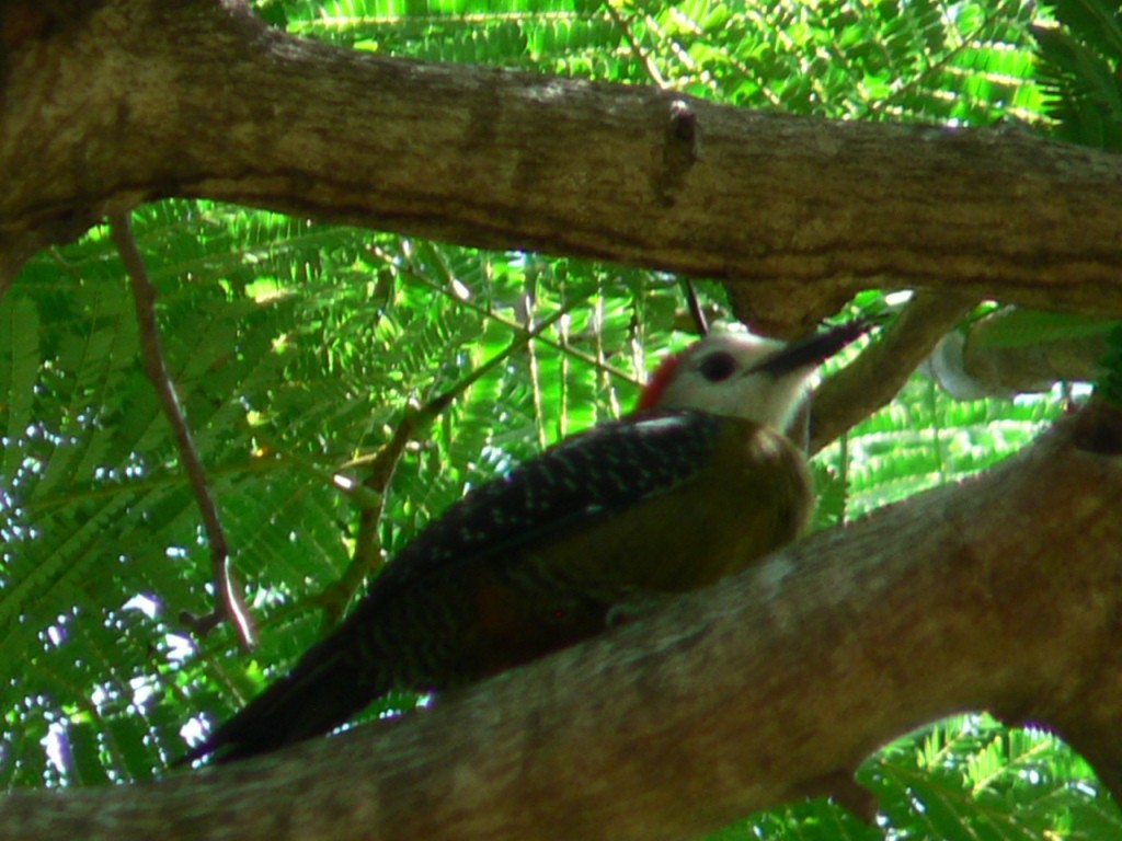 Jamaican Woodpecker - ML137127601