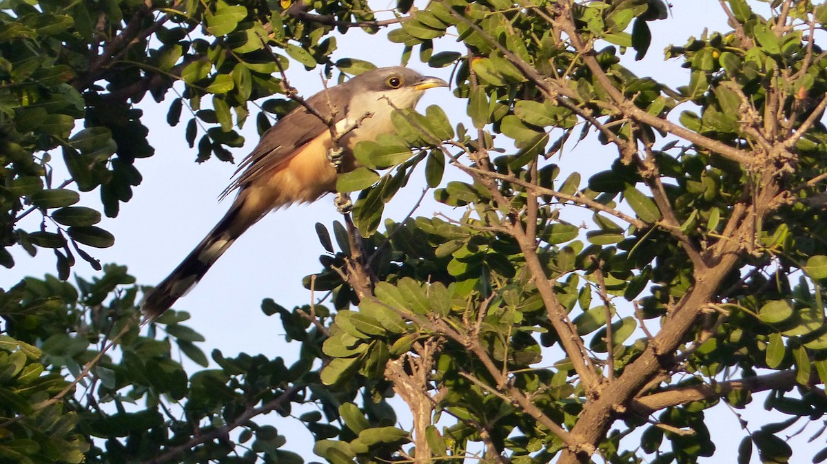Mangrove Cuckoo - Henriette de Vries