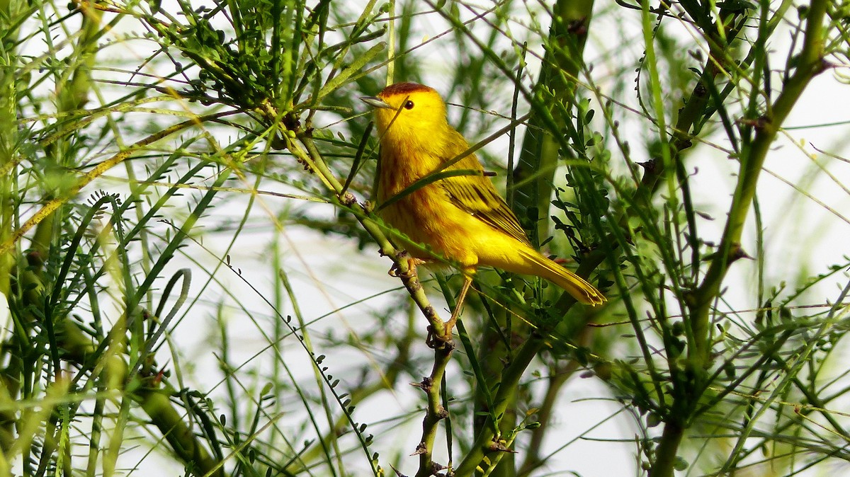Yellow Warbler - Henriette de Vries