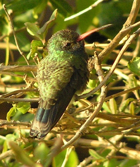 Broad-billed Hummingbird - Jane Stulp