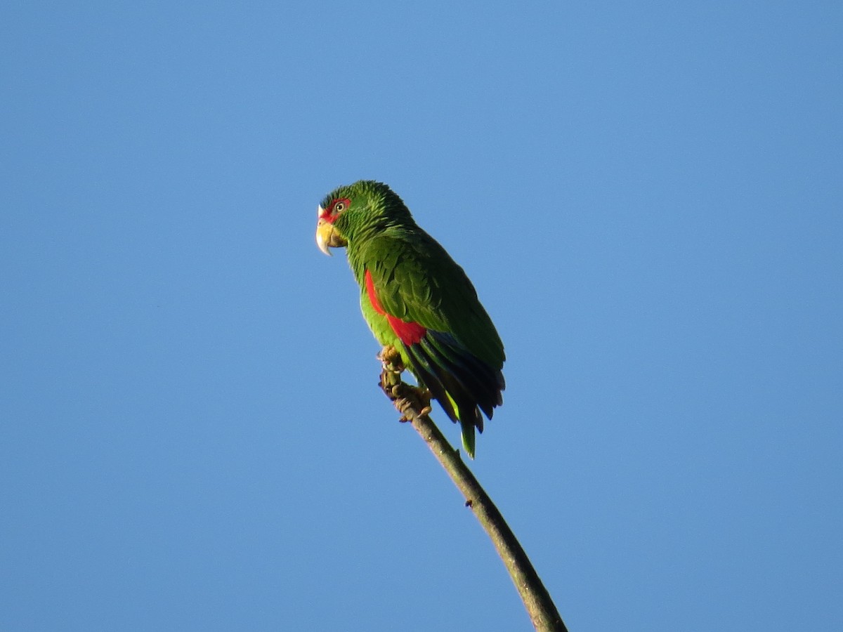 White-fronted Parrot - ML137140311