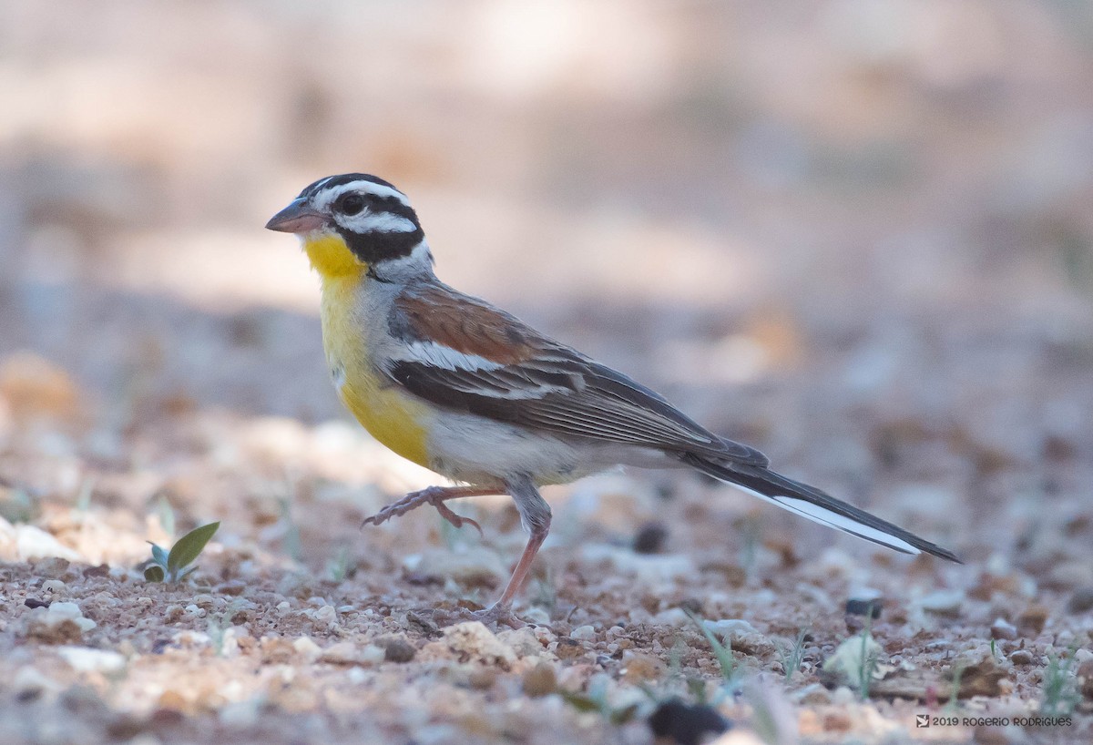Golden-breasted Bunting - ML137140381
