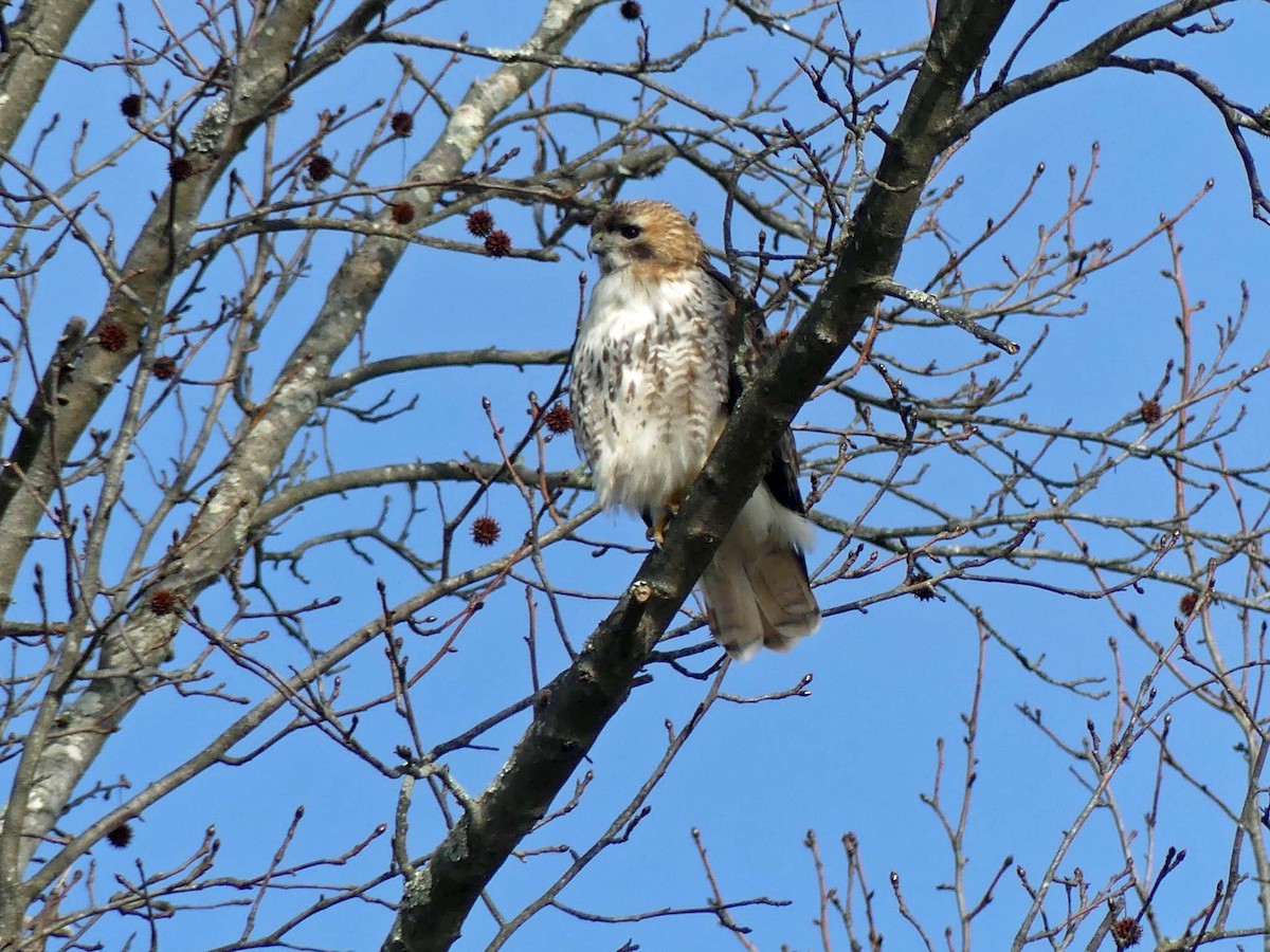 Red-tailed Hawk - ML137145531
