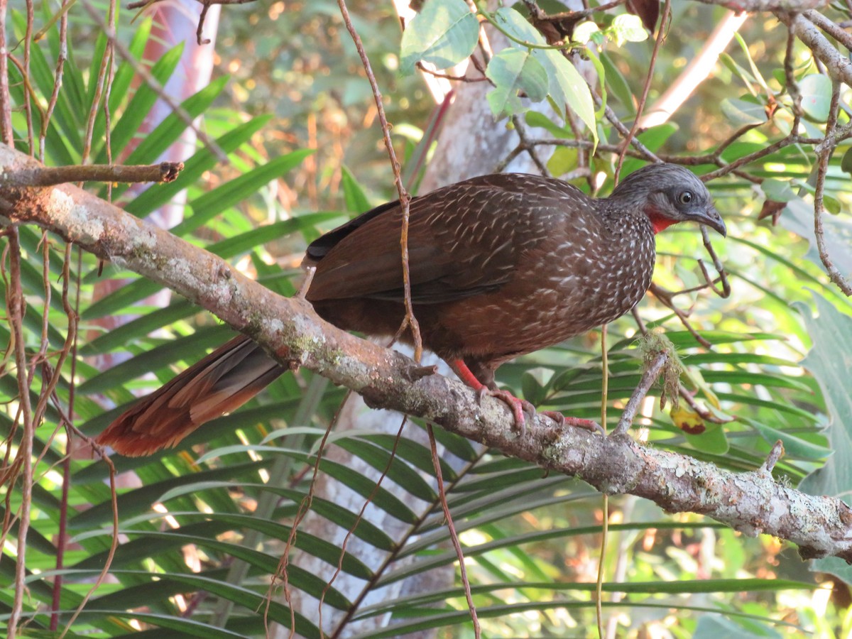 Band-tailed Guan - Pauline Catling