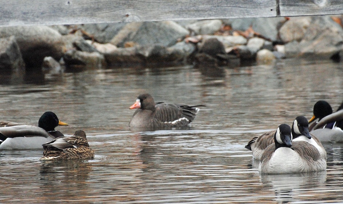Greater White-fronted Goose - ML137146311