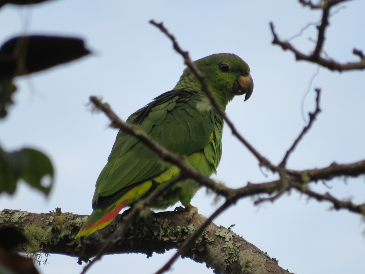 Scaly-naped Parrot - Pauline Catling