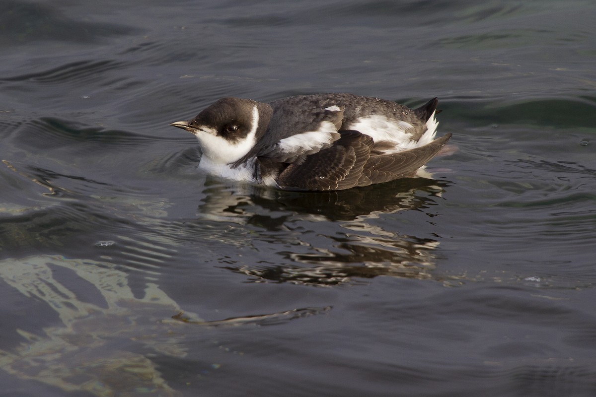 Marbled Murrelet - Anonymous
