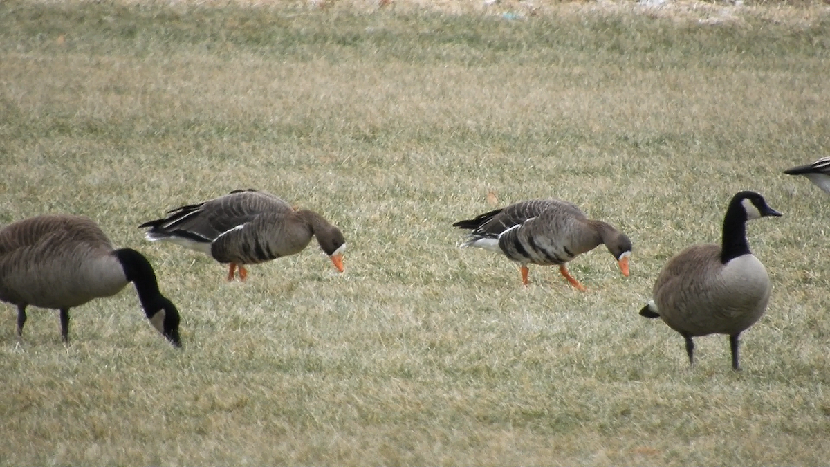 Greater White-fronted Goose - ML137147461