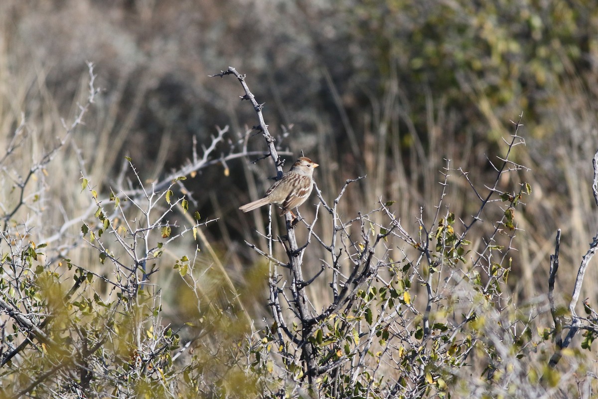 White-crowned Sparrow - ML137147941