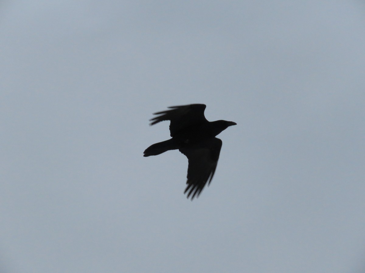 Common Raven - Cole DiFabio