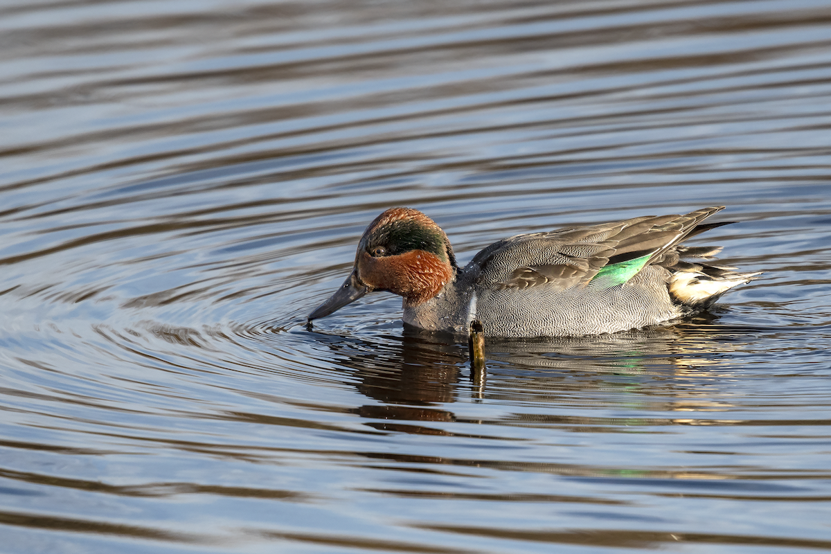 Green-winged Teal - ML137152641