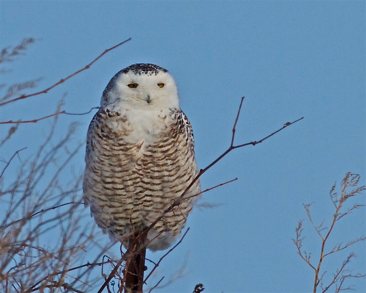 Snowy Owl - ML137157771